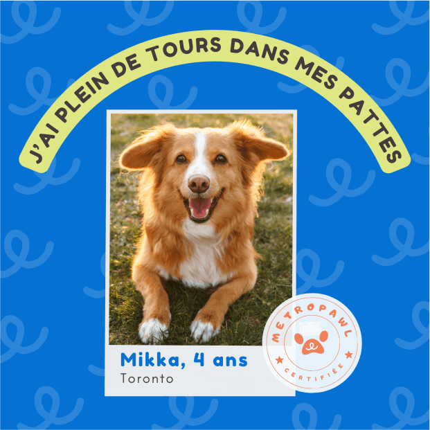 Exemple de certificat de dressage